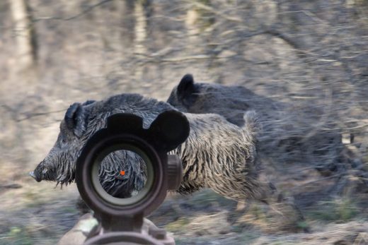 Viser Un Sanglier Avec Un Point Rouge