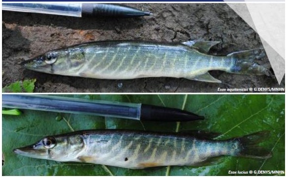 2 Especes De Brochets