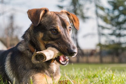 Guide complet pour choisir un broyeur de viande et d'os pour chien de