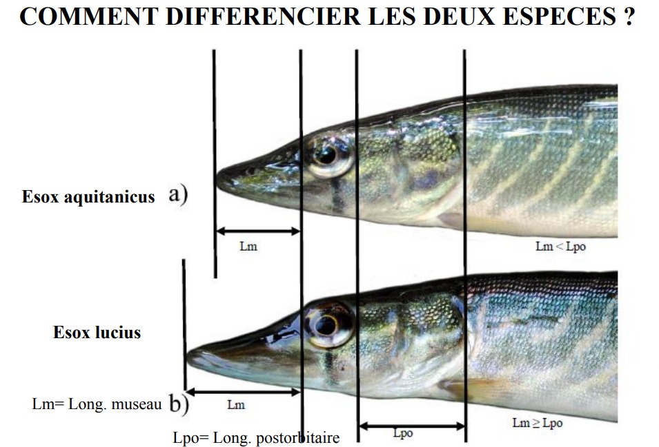 Differencier Les Brochets
