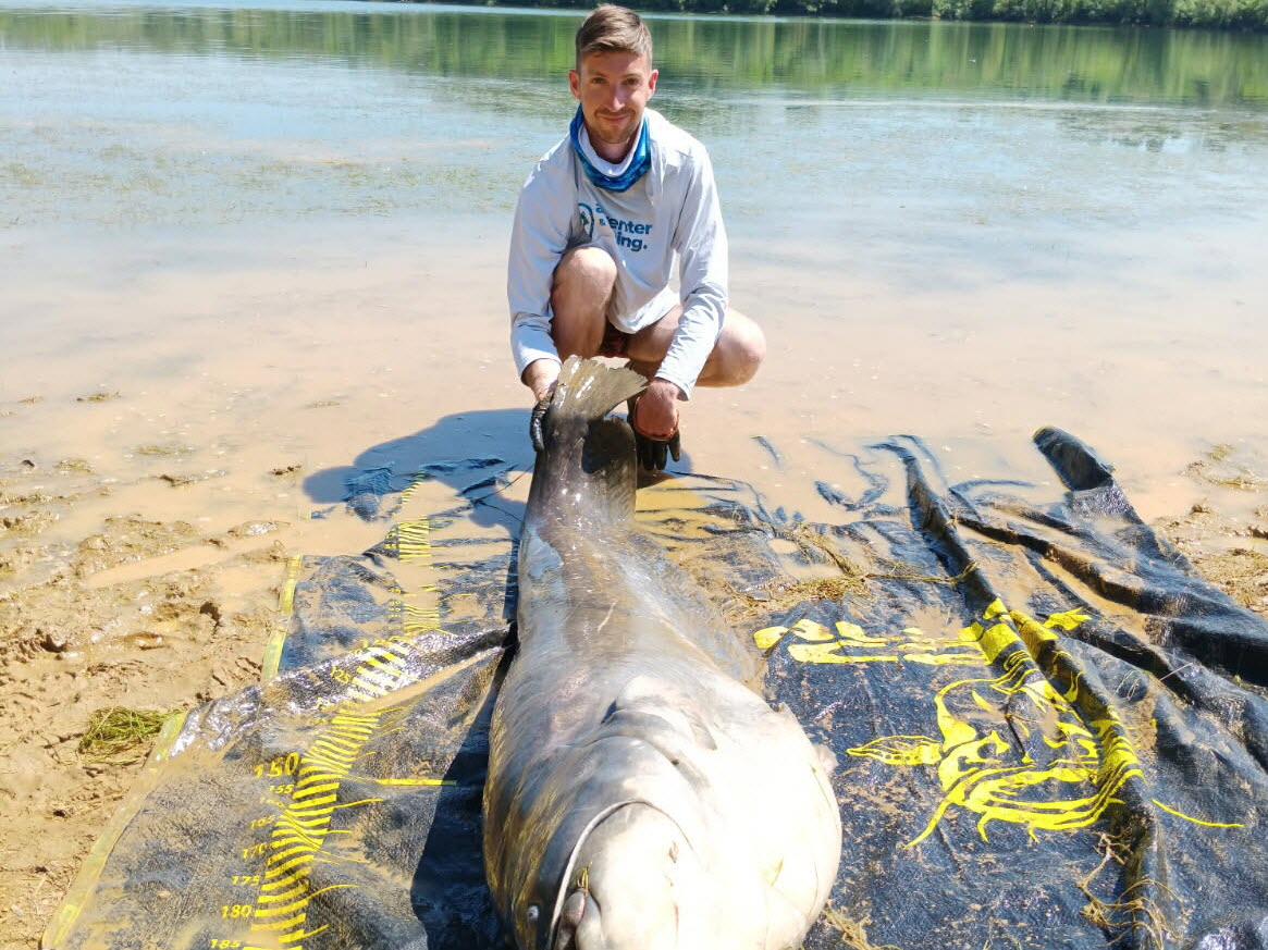 Record Silure Lac De Charmes