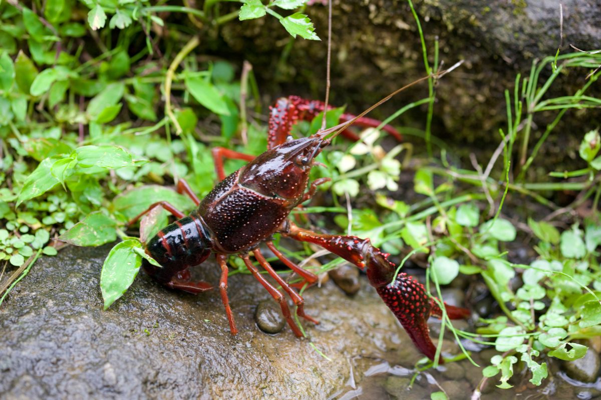 Articles De Peche Lot De 6 Balances à écrevisses - Filets De Pêche Marron, Neufs Feuille Entiere