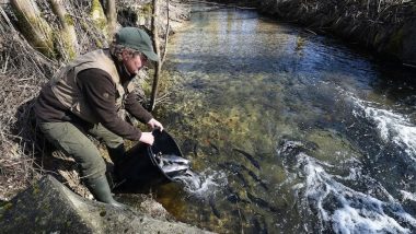 Rempoissonnement Ouverture Truite 2026