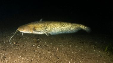 Silure Classe Nuisible 2026